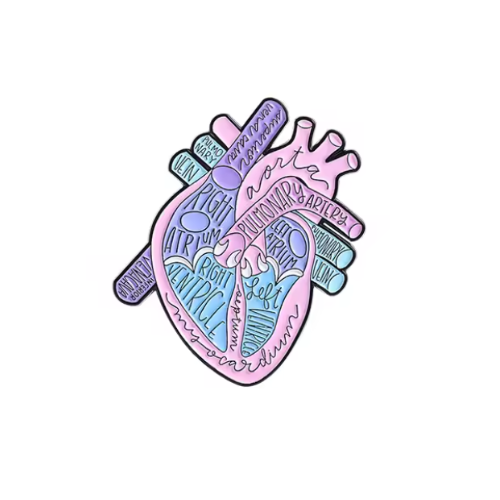 Heart Anatomy