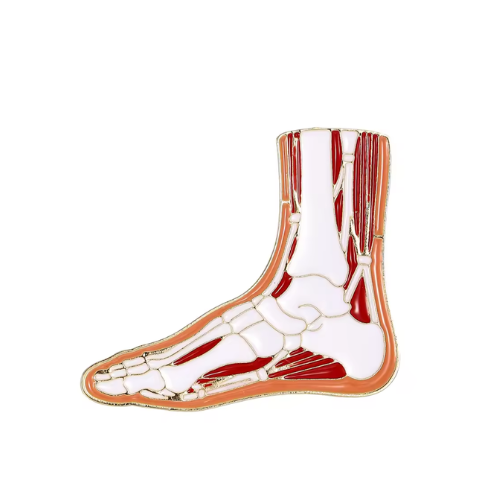 Foot Anatomy XL
