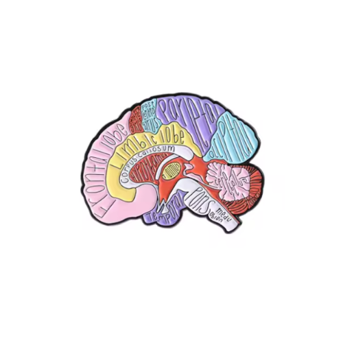Brain Anatomy
